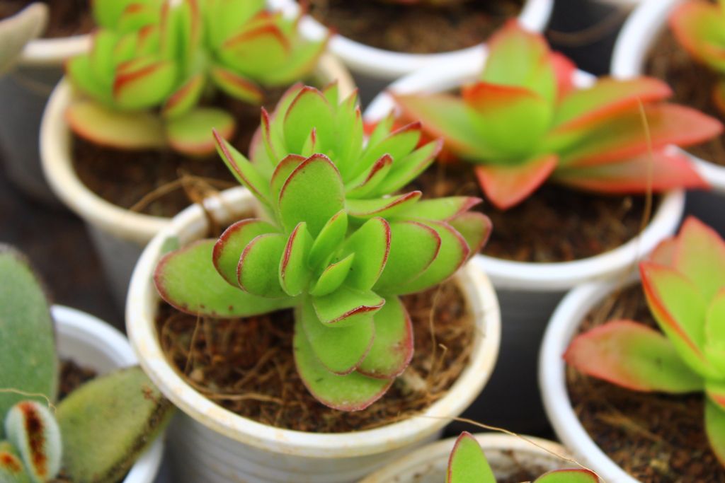 Chưa bao giờ chăm sóc sen đá dễ đến thế