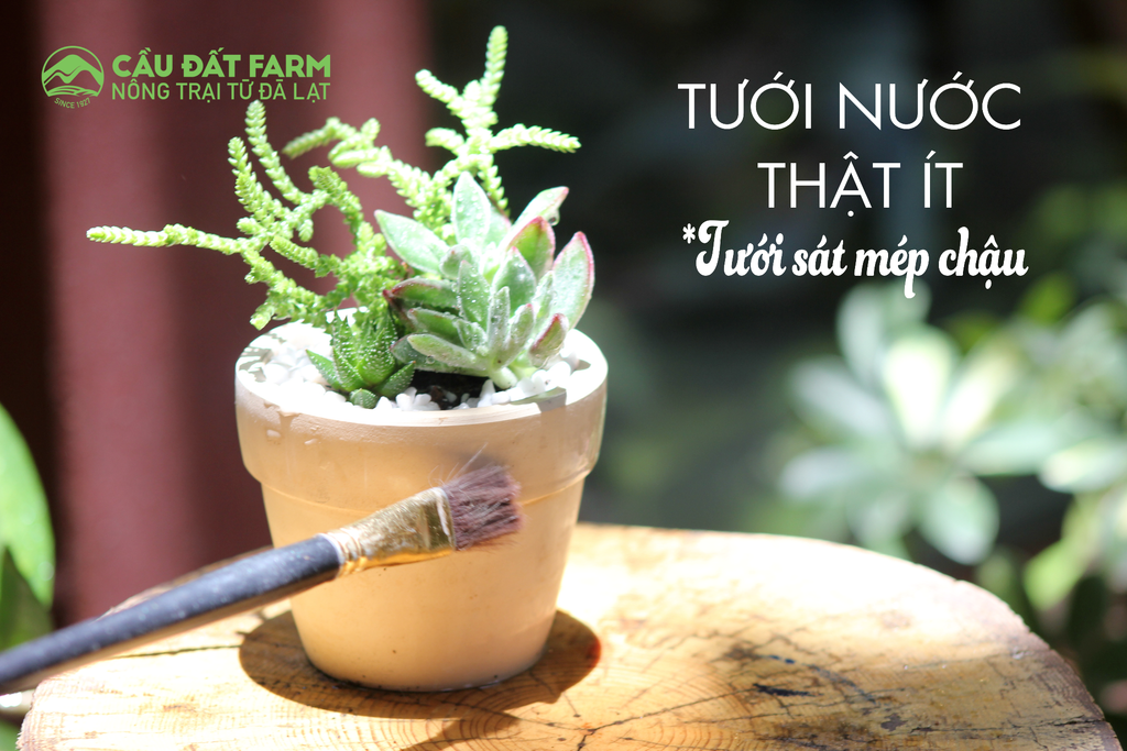 sen-da-caudatfarm1_1024x1024 Chưa bao giờ chăm sóc sen đá dễ đến thế