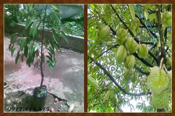 Cách phòng trị bệnh chảy mủ thân cây cam