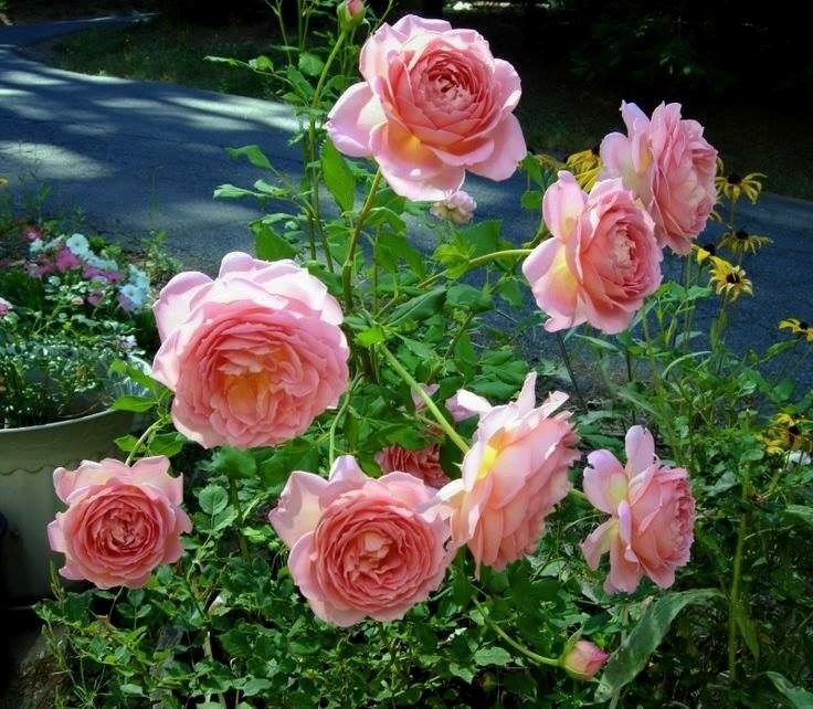 Hướng dẫn trồng hoa hồng ra sai hoa và ít bị bệnh