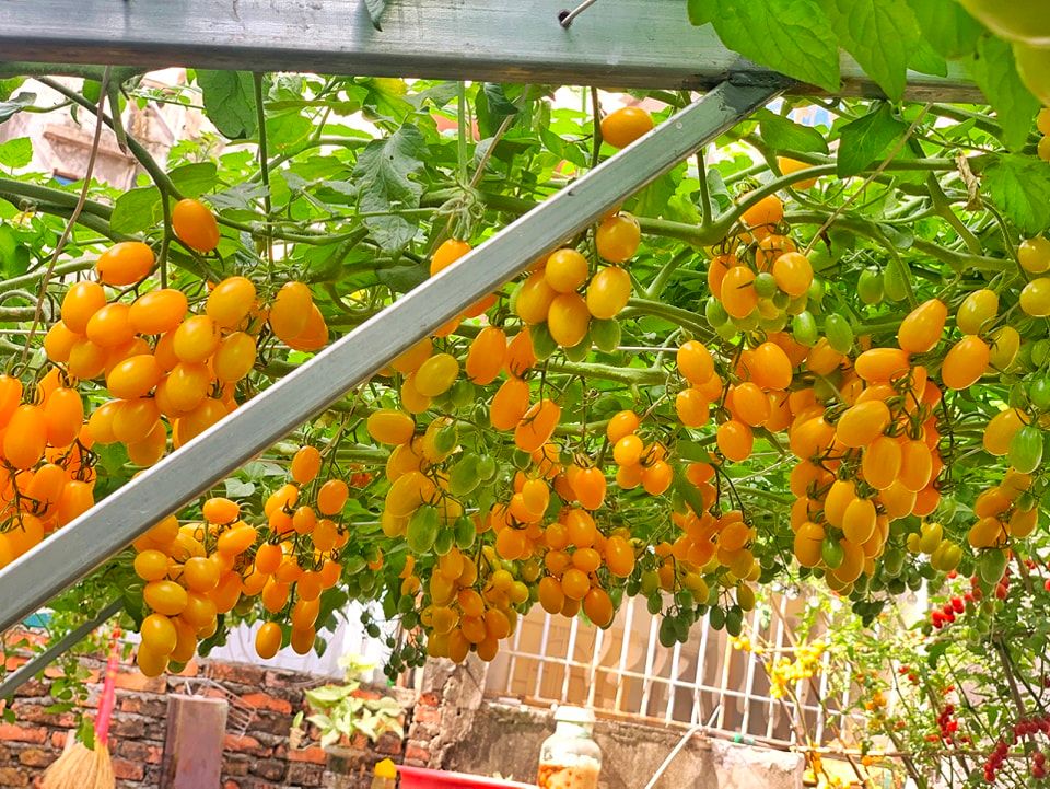Hướng dẫn trồng cà chua