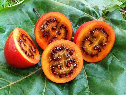 10 Giá Trị Dinh Dưỡng Đặc Biệt Của Cà Chua Thân Gỗ Tamarillo