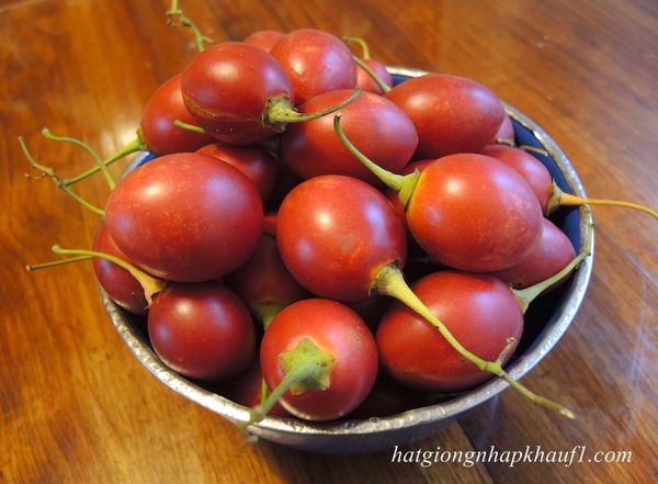 Mua hạt giống cà chua thân gỗ ở hà nội