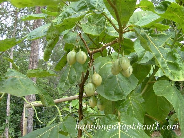 hạt giống cà chua thân gỗ mua ở Tp HCM