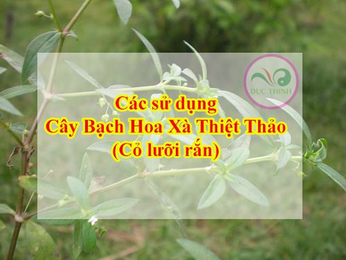 cach-su-dung-bach-hoa-xa-thiet-thao_grande.jpg