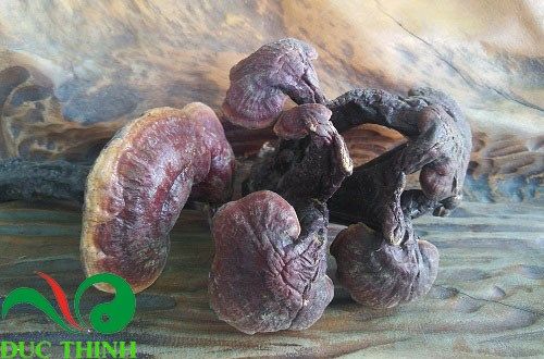 Địa chỉ bán nấm lim xanh uy tín, chất lượng
