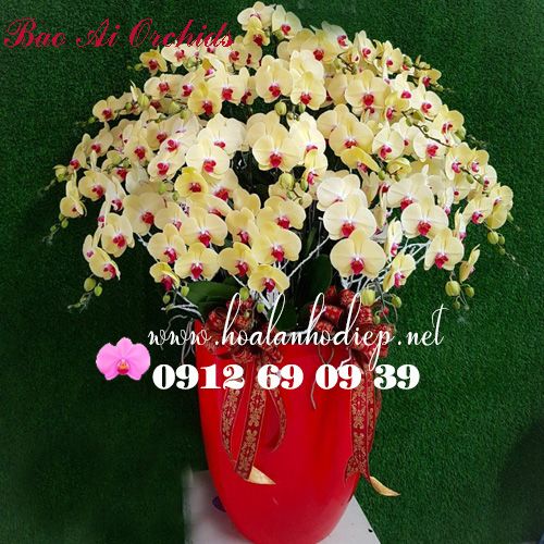 Shop chuyên bán hoa lan hồ điệp tại Sài Gòn giá rẻ - Bảo Ái Orchid