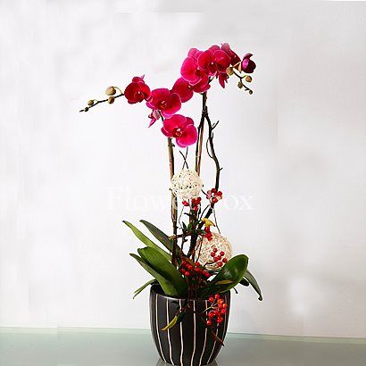 Bảo Ái Orchids nhà cung cấp sỉ và lẻ hoa lan hồ điệp giá rẻ