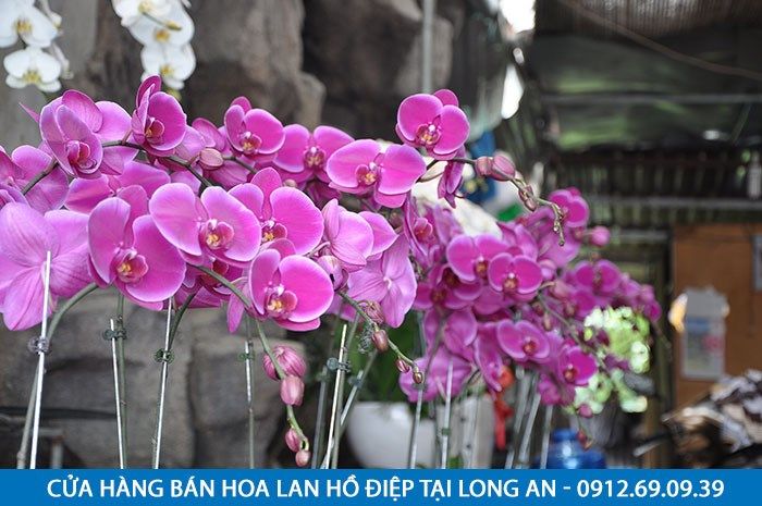 Cửa hàng bán hoa lan hồ điệp tại tỉnh Long An
