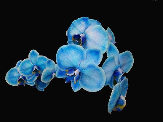 Ý nghĩa của loài hoa lan hồ điệp - Loài hoa vương giả