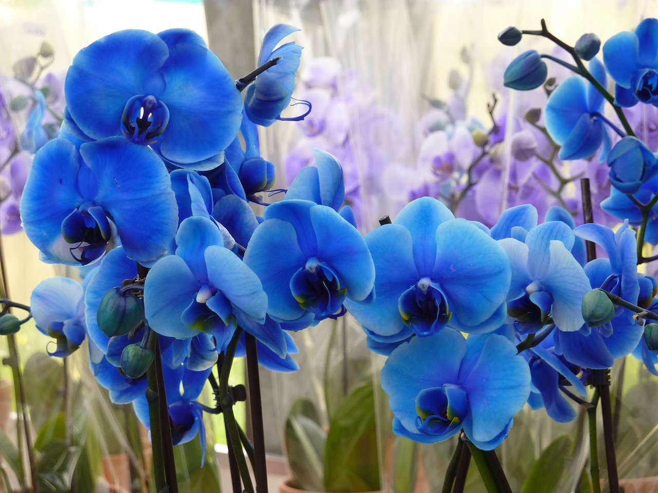 hoa lan hồđiệp xanh - blue orchid