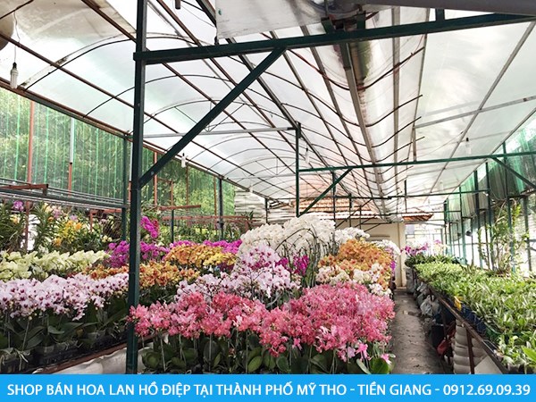 Cửa hàng hoa lan hồ điệp tại thành phố Mỹ Tho - Tiền Giang
