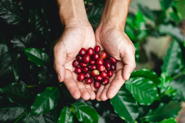 KỸ THUẬT TRỒNG CÂY CÀ PHÊ NĂNG SUẤT, CHẤT LƯỢNG CAO