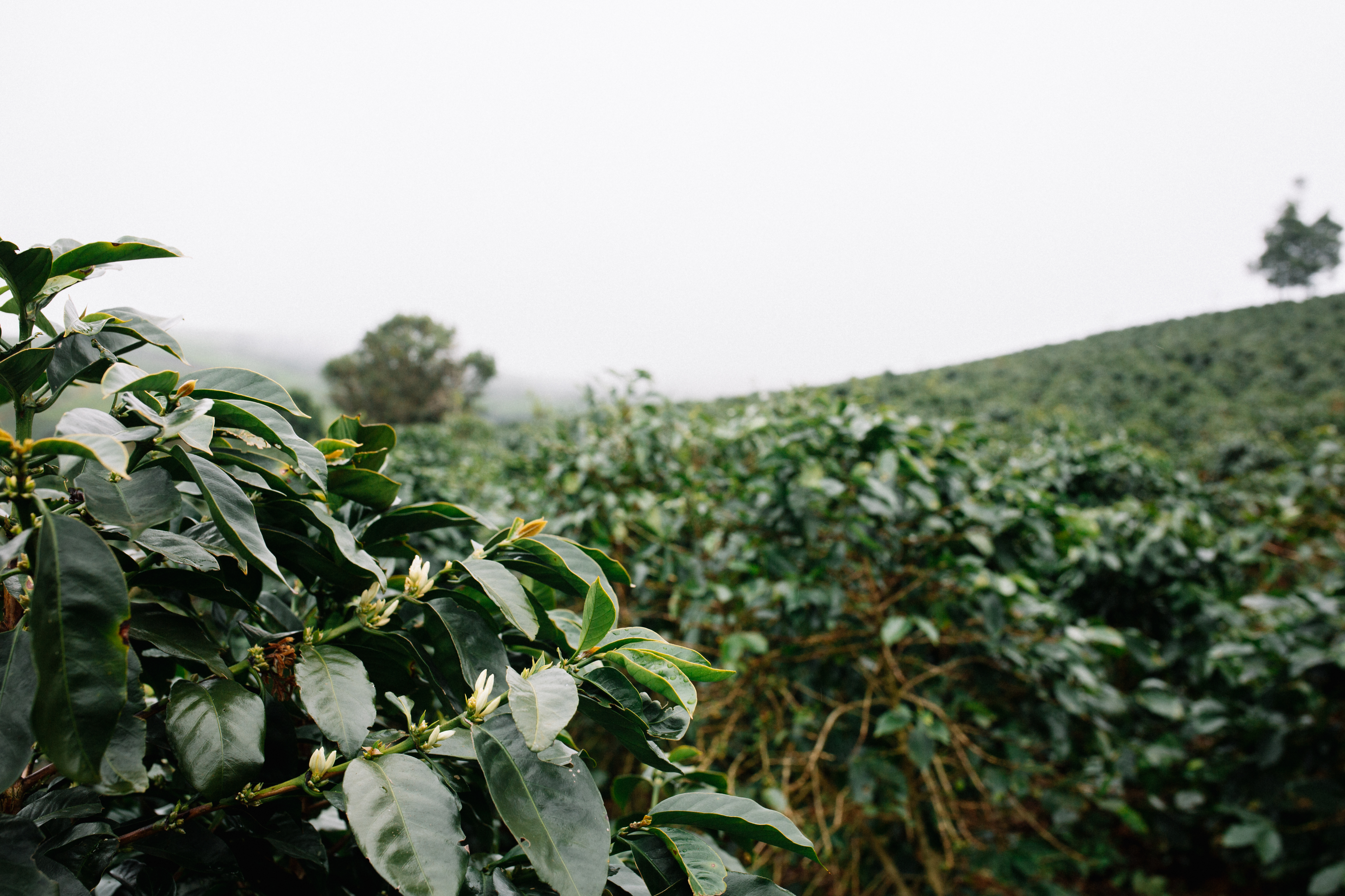 CẦU ĐẤT - LÊN MÙ SƯƠNG, XUỐNG MÙ SƯƠNG