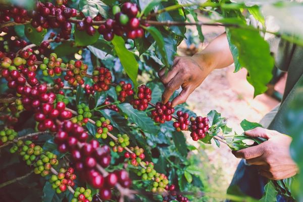 Kỹ thuật trồng cây cà phê năng suất chất lượng cao
