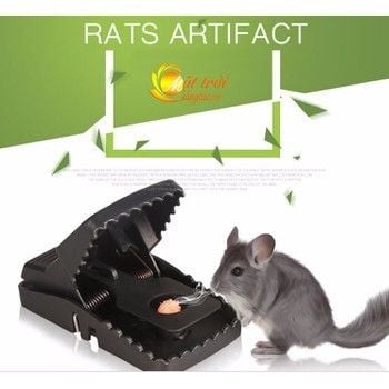 bẫy kẹp chuột, sử dụng bẫy chuột hình chữ nhật, sử dụng bẫy chuột hình bán nguyệt, mua bẫy chuột quang thiều ở đâu, gài bẫy chuột, lắp bẫy chuột, đặt bẫy chuột hình chữ nhật, làm bẫy chuột bán nguyệt, các loại bẫy chuột,