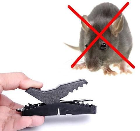 bẫy kẹp chuột, sử dụng bẫy chuột hình chữ nhật, sử dụng bẫy chuột hình bán nguyệt, mua bẫy chuột quang thiều ở đâu, gài bẫy chuột, lắp bẫy chuột, đặt bẫy chuột hình chữ nhật, làm bẫy chuột bán nguyệt, các loại bẫy chuột,