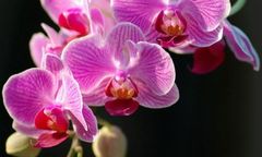 Ý nghĩa hoa Phong Lan – nét đẹp quý phái