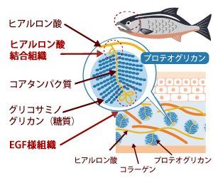 Viên uống bổ sung Proteoglycan 5000 μg sụn mũi cá hồi Ogaland Nhật Bản
