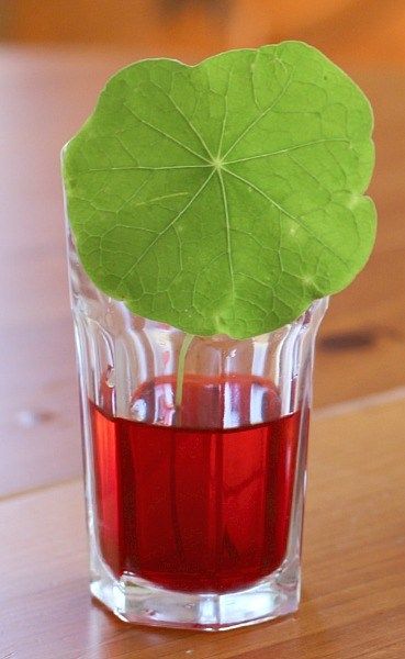 NƯỚC ĐƯỢC VẬN CHUYỂN LÊN LÁ NHƯ THẾ NÀO