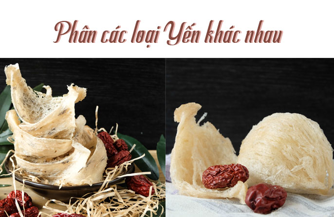 NHỮNG LOẠI YẾN SÀO KHÁC NHAU - BẠN ĐÃ BIẾT HẾT?