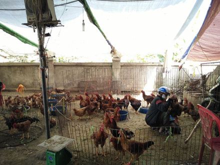 Cúm gia cầm H7N9 “áp sát biên giới”: Người dân vẫn rất chủ quan