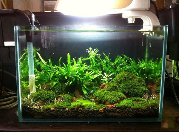 Vì sao bể cá thủy sinh mini Hà Nội là lựa chọn lý tưởng cho không gian nhỏ?