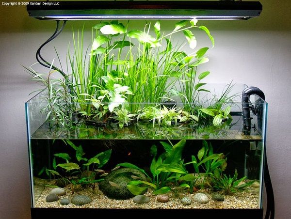 Các mẫu bể cá thủy sinh mini Hà Nội được ưa chuộng