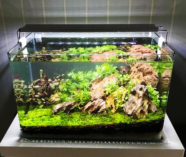 Tiêu chí chọn bể cá thủy sinh mini phù hợp