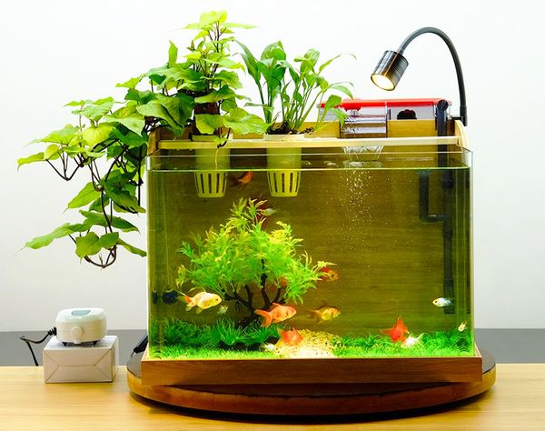 Cách chăm sóc bể cá thủy sinh mini đơn giản