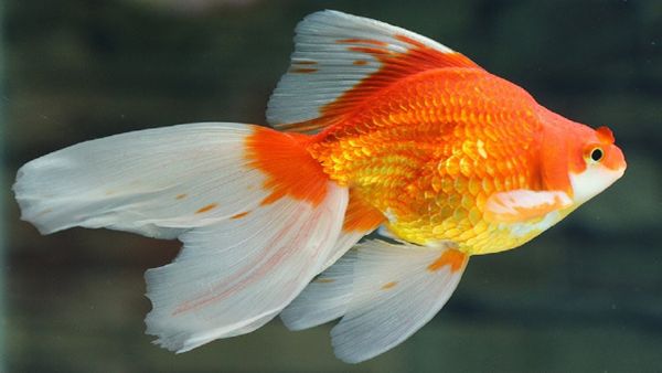 Thức ăn và môi trường nuôi cá vàng