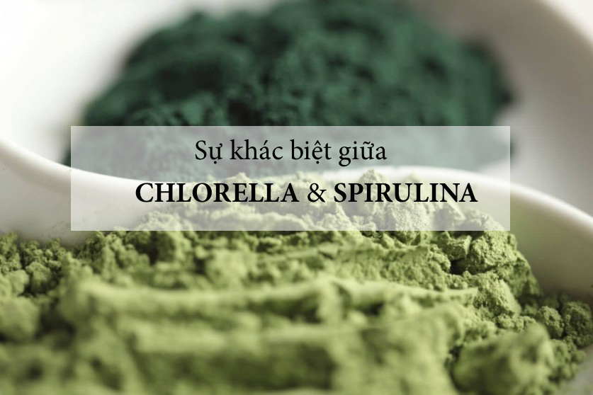 Lợi ích và sự khác biệt của tảo Spirulina và Chlorella