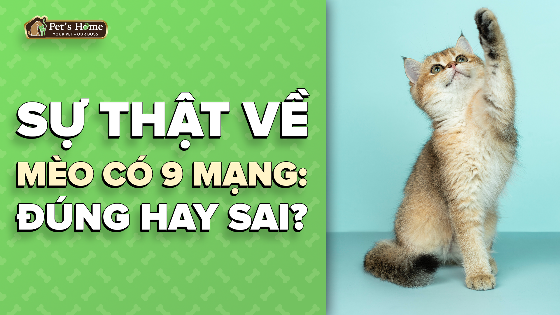 Mèo có 9 mạng sống Đúng hay sai? Pet's Home