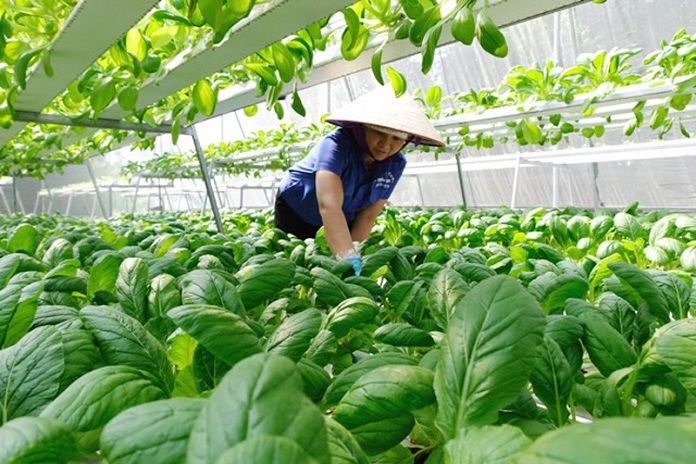 TPHCM: “Thay não” nền nông nghiệp theo hướng công nghệ cao