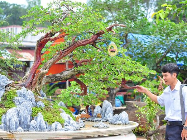 Nhiều bonsai lạ từ chợ phiên sinh vật cảnh