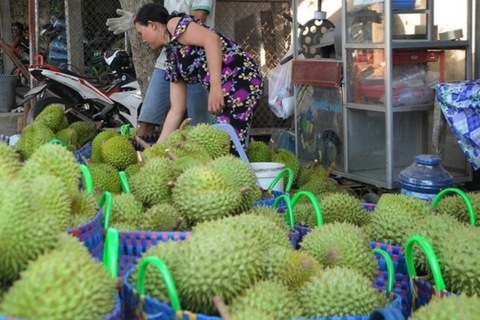 Giá lao dốc, xuất khẩu bất thành, người trồng sầu riêng vỡ mộng?
