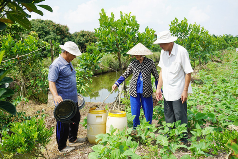 Hiệu quả thiết thực từ mô hình IMO