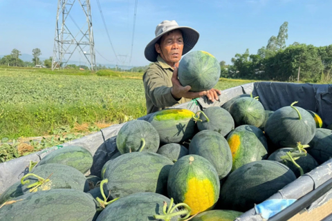 Nông dân lao đao vì dưa hấu mất mùa, rớt giá