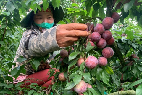 Tìm đường 'cứu' vải, mận