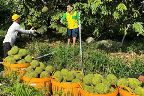 Thực hư 'sầu riêng 30.000 đồng một kg'