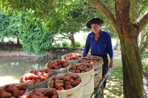 Mùa mận thất thu ở cù lao Tân Lộc