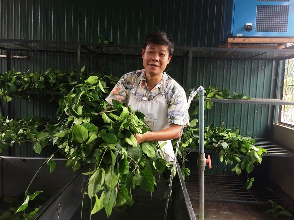 DK NATURA ĐỒNG HÀNH CÙNG BỆNH NHÂN TIỂU ĐƯỜNG VỚI DÂY THÌA CANH LÁ TO