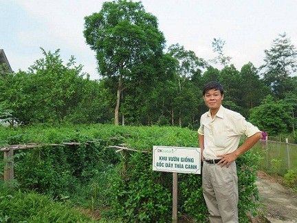 DÂY THÌA CANH – CÂY THUỐC QUÝ CHO BỆNH NHÂN TIỂU ĐƯỜNG