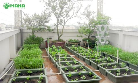 Có nên lắp hệ thống tưới tự động cho vườn rau trên sân thượng?