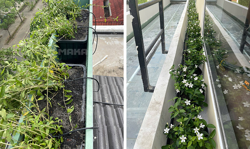 tuoi-cuc-tang-an-do-va-tuoi-nho-giot-chau-cay