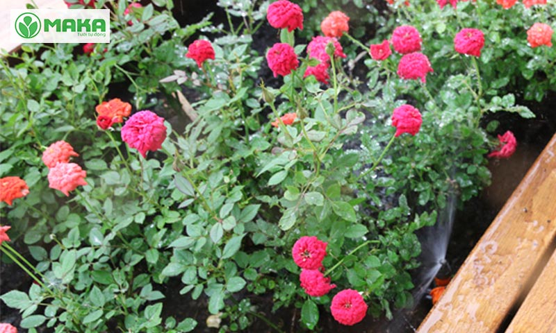 Bí quyết cho vườn hồng xanh tốt với hệ thống tưới tự động 5
