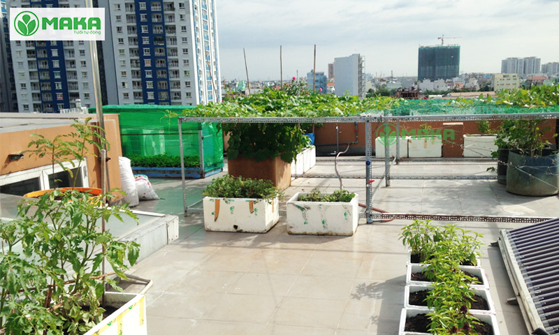 Có nên lắp hệ thống tưới tự động cho vườn rau trên sân thượng 1
