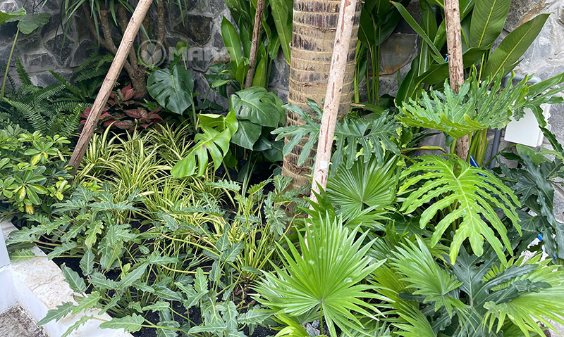 tieu-canh-xung-quanh-spa