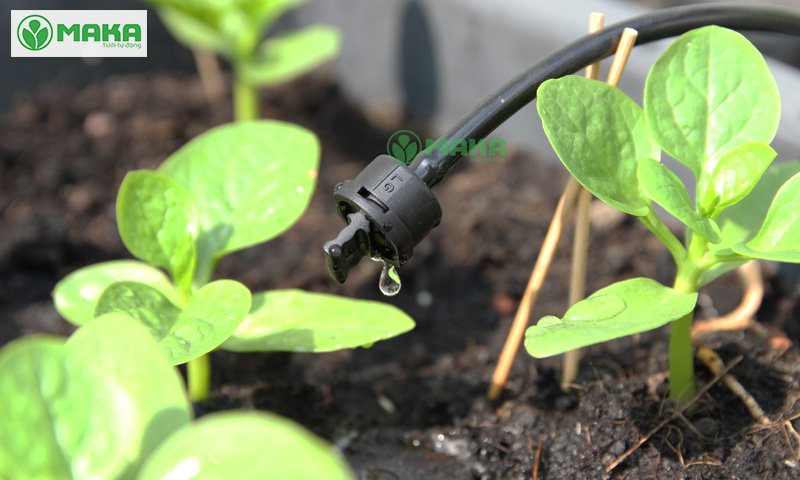 Ứng dụng hệ thống tưới nhỏ giọt tự động cho vườn rau
