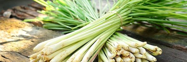 Mẹo tránh muỗi đốt hiệu quả